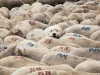 Castelluccio - Karlheinz Hell