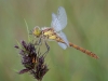 mg_8930libellula