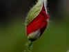 22klatschmohn_