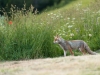 Fuchs