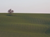 baum
