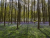 Hallerbos - Belgien