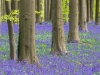 Hallerbos - Belgien