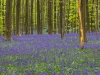 Hallerbos - Belgien 