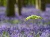 Hallerbos - Belgien