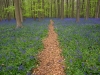 Hallerbos - Belgien