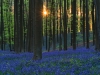 Hallerbos - Belgien