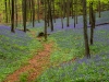 Hallerbos - Belgien