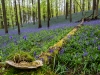 Hallerbos - Belgien