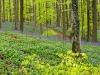 Hallerbos - Belgien