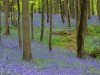 Hallerbos - Belgien