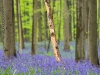 Hallerbos - Belgien