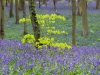 Hallerbos - Belgien