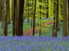 Hallerbos - Belgien