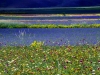6_kornblumen-am-pian-grande-ambach-hermann