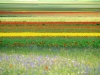 7_vollbluete-am-pian-grande_ambach-hermann