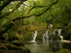 Irland-Wald