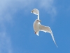 Möwe im Flug