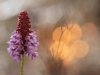 orchideenprimel-karinbellutti