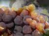 website_fa_kaltern10