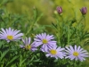 Edeltraud_Bild 5