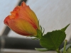 Edeltraud_Bild 7