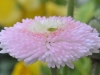 Edeltraud_Bild 14