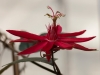 Rote Passionsblume - Enie P.