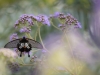 Papilio Polytes