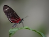 Heliconius Melpomene