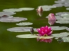 Seerose in Magenta 3