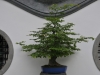 Bonsai Edeltraud