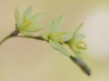 Geissorhiza juncea (Iridaceae)  Darlin - Western Cape - South Africa