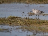 meerstrandlaeufer