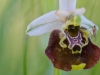 Orchidee