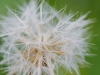 Pusteblume