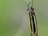 Schmetterlingshafte Libelle