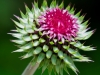 Distel