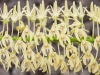 Orchideenwelt 4 -  toni jaitner