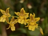 Orchideenwelt 
