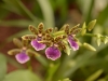 Orchideenwelt 