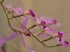 Orchideenwelt 