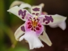 Orchideenwelt - Alex P.