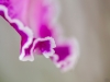 Orchideenwelt - Alex P.