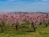 Pfirsichblüte 
