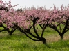 Pfirsichblüte 