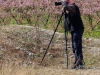 Pfirsichblüte 