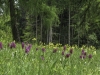 Dactylorhiza sambucina - Holunder-Fingerwurz - Orchidaceae  - Hans Madl