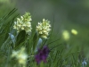Dactylorhiza sambucina - Holunder-Fingerwurz  - Orchidaceae - Hans Madl