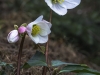 Helleborus niger - Schwarze Nieswurz oder Schneerose - Ranunculaceae - Hans Madl